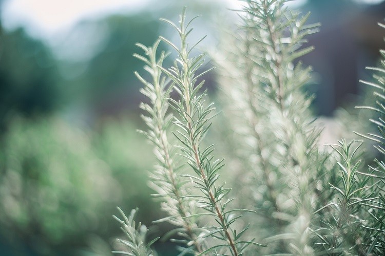 Rosemary can reduces vinegar smelling of sweat