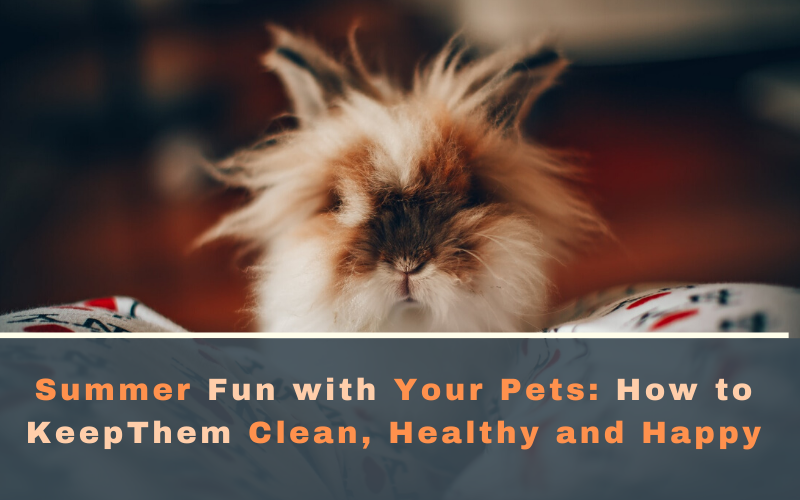 Summer Fun with Your Pets