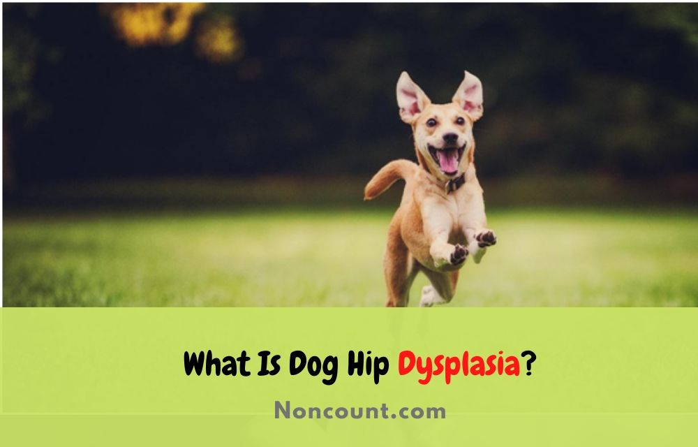 What Is Dog Hip Dysplasia